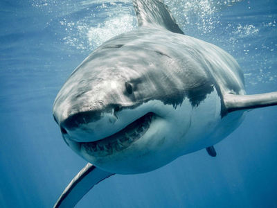 Descubren a qué animal teme el tiburón blanco - ADN Paraguayo