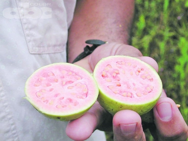 La guayaba pone en peligro ecosistema de las islas Galápagos - Ciencia - ABC Color