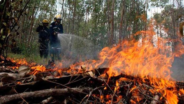 Brigadas intentan controlar tres incendios forestales en Guatemala | .::Agencia IP::.