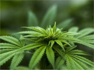 Demócratas instan a legalizar la marihuana en el "día" del cannabis en EEUU