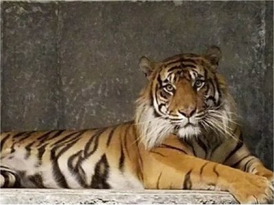 Un tigre ataca a su cuidadora de un zoológico de EEUU