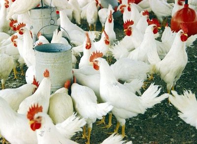 Destacan aumento de la exportación avícola - Edicion Impresa - ABC Color