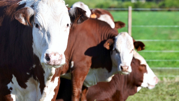 Braford dictará segundo curso sobre Manejo Integral de Cabañas