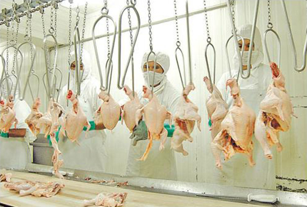 Rusia, Angola y Vietnam los principales destinos para la carne de pollo paraguaya