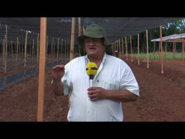 Programa ABC Rural Tv 878 - Edicion Impresa - ABC Color