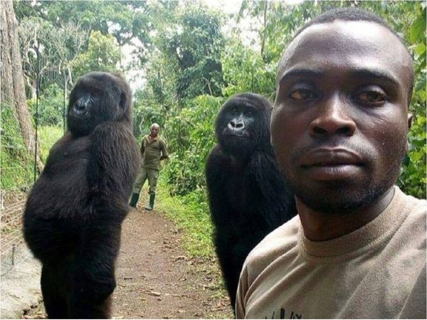 El peculiar motivo por el que gorilas posan de pie para una selfie