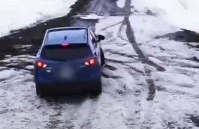 Audaz perro salva a un cachorro de ser atropellado por un automóvil - C9N