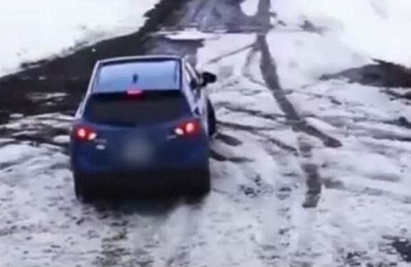 Audaz perro salva a un cachorro de ser atropellado por un automóvil - C9N
