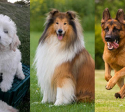¿Cuál de estos perros es el más inteligente? - Paraguay.com