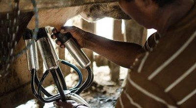 El Departamento de Caaguazú lidera producción en el sector lácteo a nivel nacional