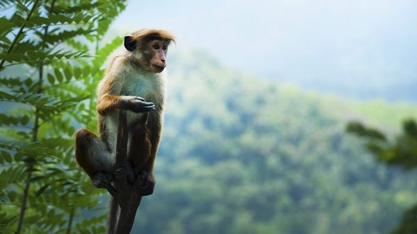 En 40 años la humanidad exterminó al 60% de los animales en la tierra - Digital Misiones