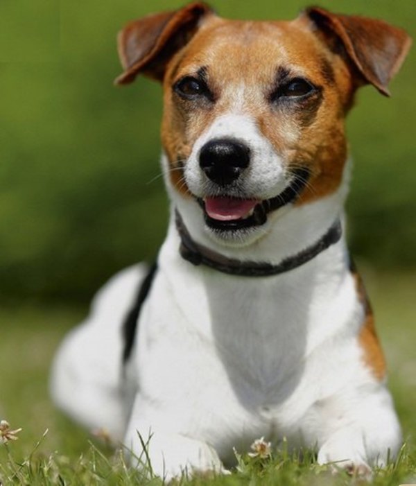 Le venden a su perrita porque cambian sillones