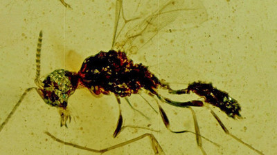 Nombran a abeja en homenaje a Drácula - ADN Paraguayo