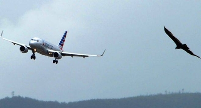HOY / Ave puso en riesgo a avión en aeropuerto: águila que los tenía a raya ¿despedido por perezoso?