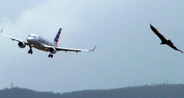 HOY / Ave puso en riesgo a avión en aeropuerto: águila que los tenía a raya ¿despedido por perezoso?