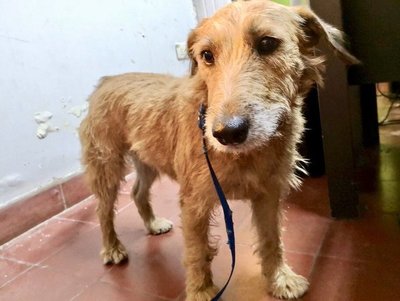 ¡Ayudemos a esta perrita a volver a casa! » Ñanduti