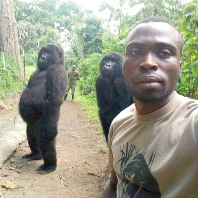 Sensación por la selfi con los gorilas