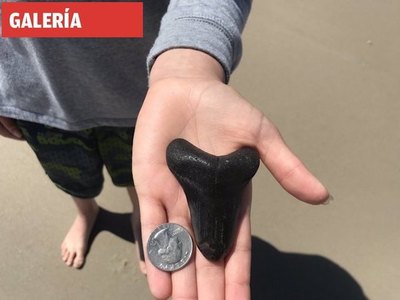 Hallan diente prehistórico