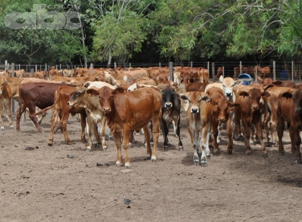 Elementos coyunturales en la producción agropecuaria - Dr. Óscar Tami Vasconsellos (*) - Edicion Impresa - ABC Color