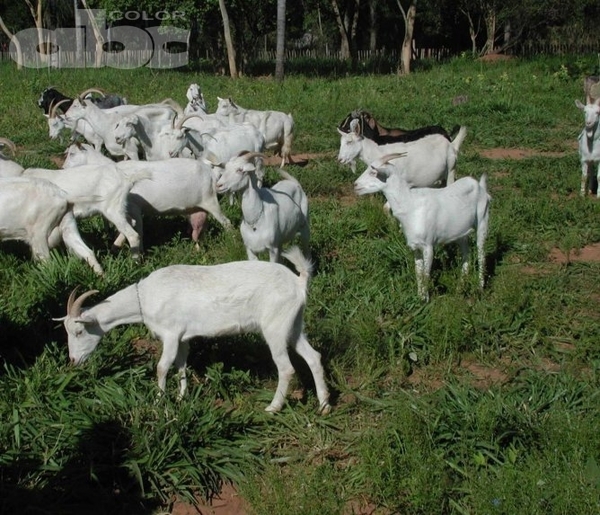 Producción de leche de cabra - Rafael Samudio (*) - Edicion Impresa - ABC Color