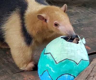Agasajan a animales por pascua