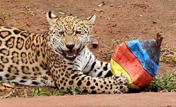 Animales de Itaipu tuvieron su agasajo por Pascuas