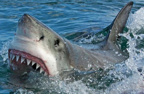 Gran tiburón blanco murió atragantado con una tortuga marina - C9N