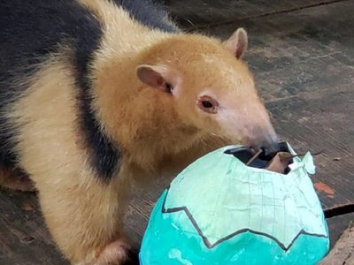 Animales silvestres comieron huevos de Pascuas