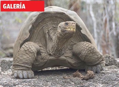Se extinguen los animales