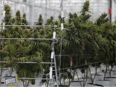 Primera exportación de marihuana medicinal uruguaya está lista