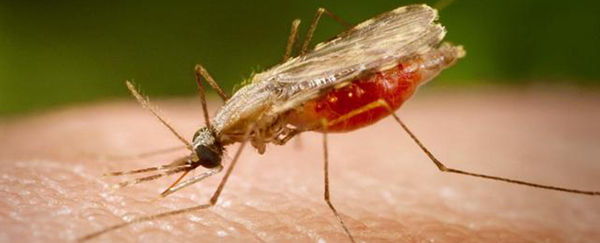 Paraguay conmemora hoy el Día de la Malaria con cero casos de transmisión | .::Agencia IP::.