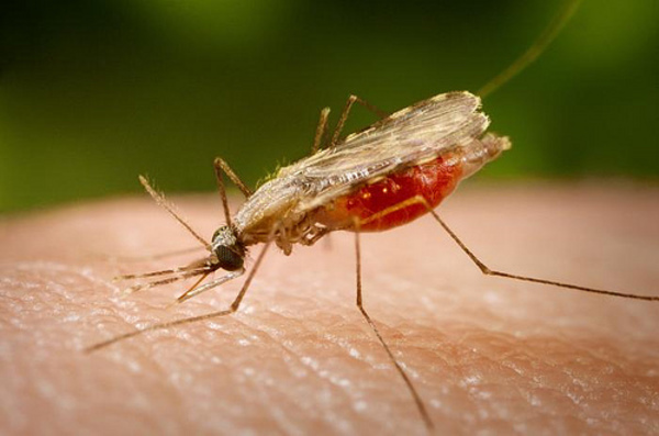 Conmemoramos el Día de la Malaria con cero casos de transmisión - ADN Paraguayo