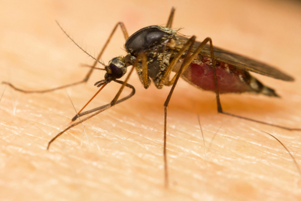 Paraguay conmemora hoy el Día de la Malaria con cero casos de transmisión » Ñanduti