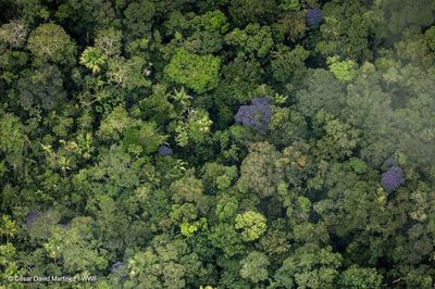 En 2018 se destruyeron 12 millones de hectáreas de selvas tropicales