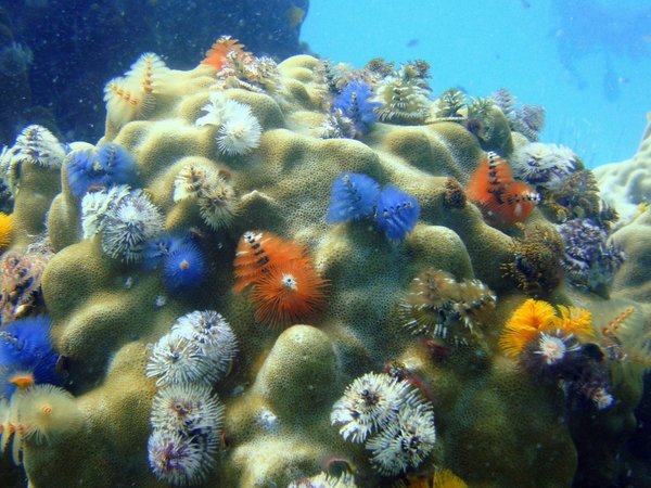 Científicos identifican cerca de 200.000 especies de virus marinos