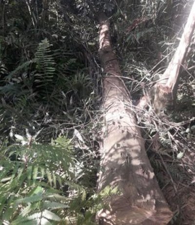 Detienen a cinco personas por talar árboles nativos cerca del Parque Nacional de Ñacunday - ADN Paraguayo