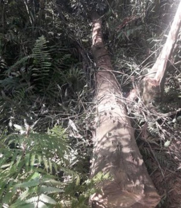Detienen a cinco personas por talar árboles nativos cerca del Parque Nacional de Ñacunday - ADN Paraguayo