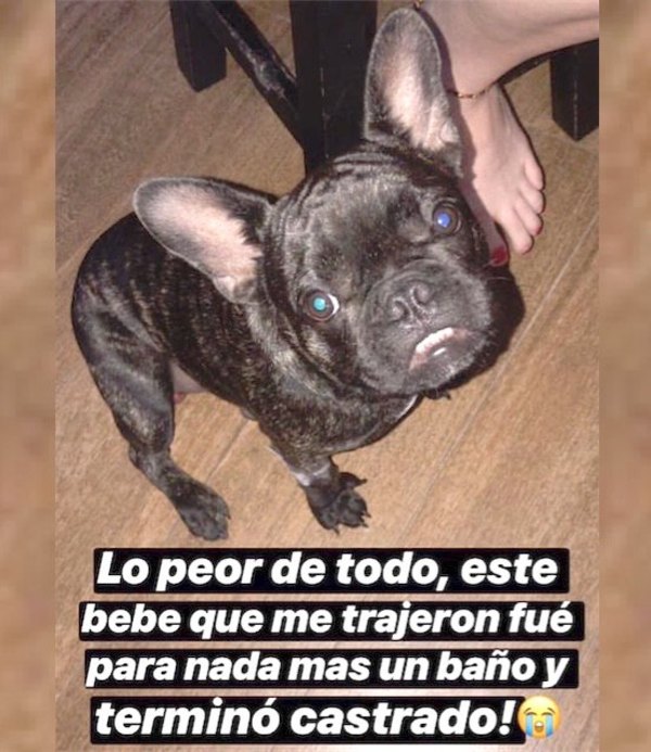 Oho para baño y fue castrado ¿por confusión?