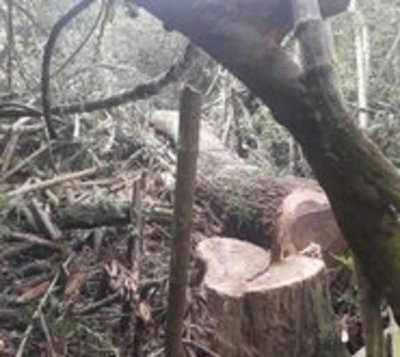 Detienen a cinco personas por deforestar nuestros bosques - Paraguay.com