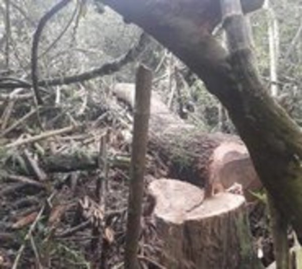 Detienen a cinco personas por deforestar nuestros bosques - Paraguay.com
