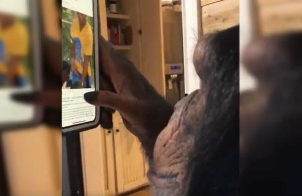 Chimpancé sorprende por su habilidad para utilizar el celular: navega por Instagram y Twitter - C9N
