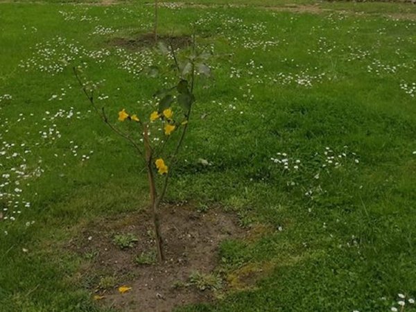 Lapacho amarillo ya florece en el jardín del papa Francisco