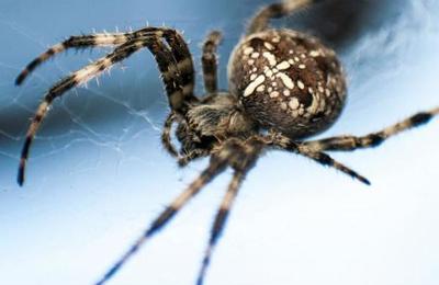 Usuario comparte foto de una extraña araña y es comparada con una pieza de sushi - C9N
