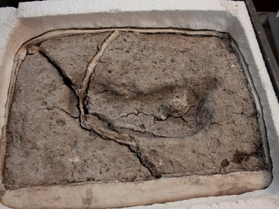 Huella en Chile es el rastro humano más antiguo de América