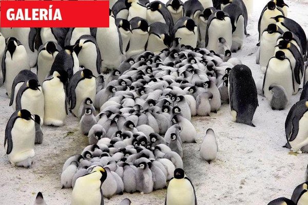 Consecuencias del cambio climático