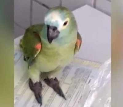 “Loro narco”avisó que llegó la policía
