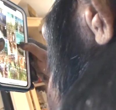 Mañami el chimpancé que vichea Instagram