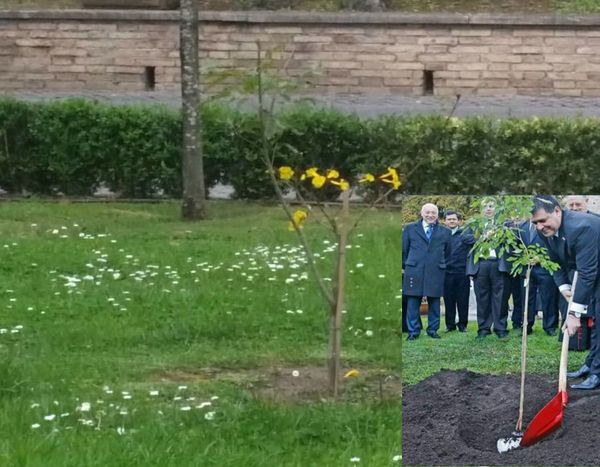 Floreció en el Vaticano un lapacho plantado durante visita de Cartes