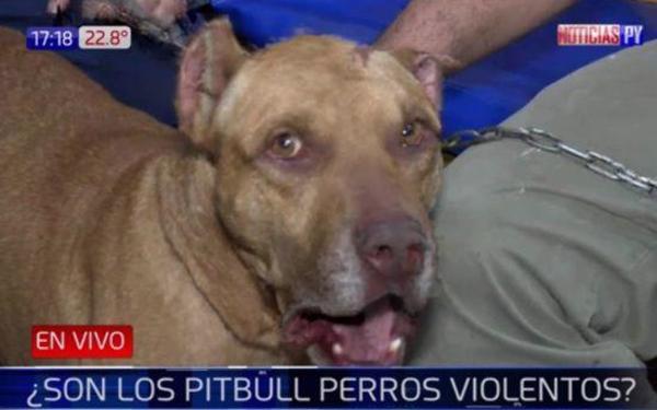 ¿Los pitbulls son todos violentos? Dependerá siempre del dueí±o | Paraguay en Noticias