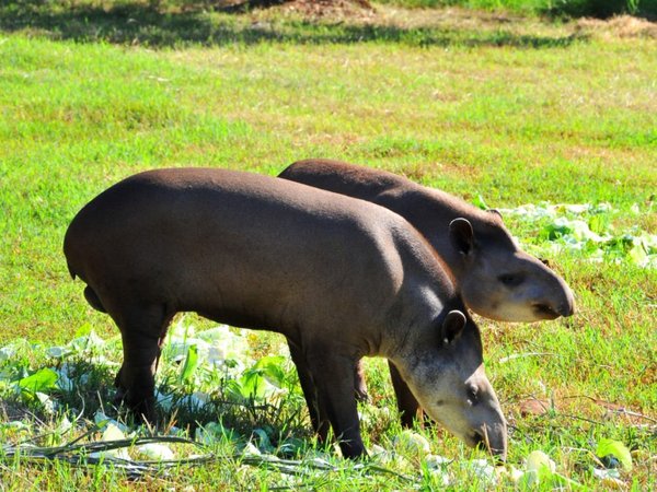 En el Día Internacional del Tapir instan a cuidar de la especie